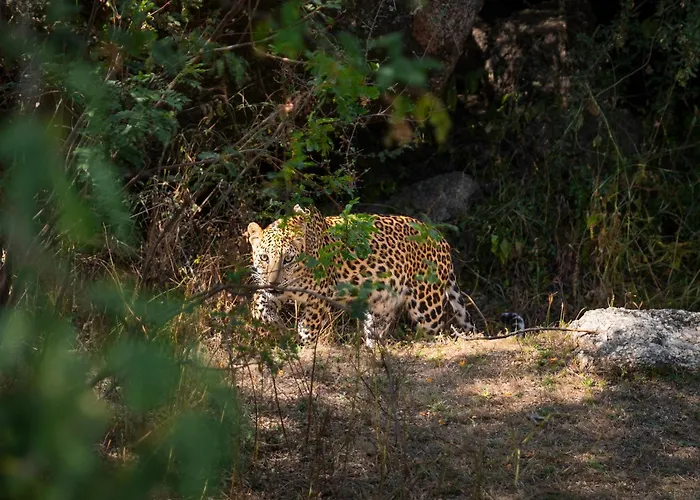 Dera Jawai - Best Safari Lodge In Jawai Bandh