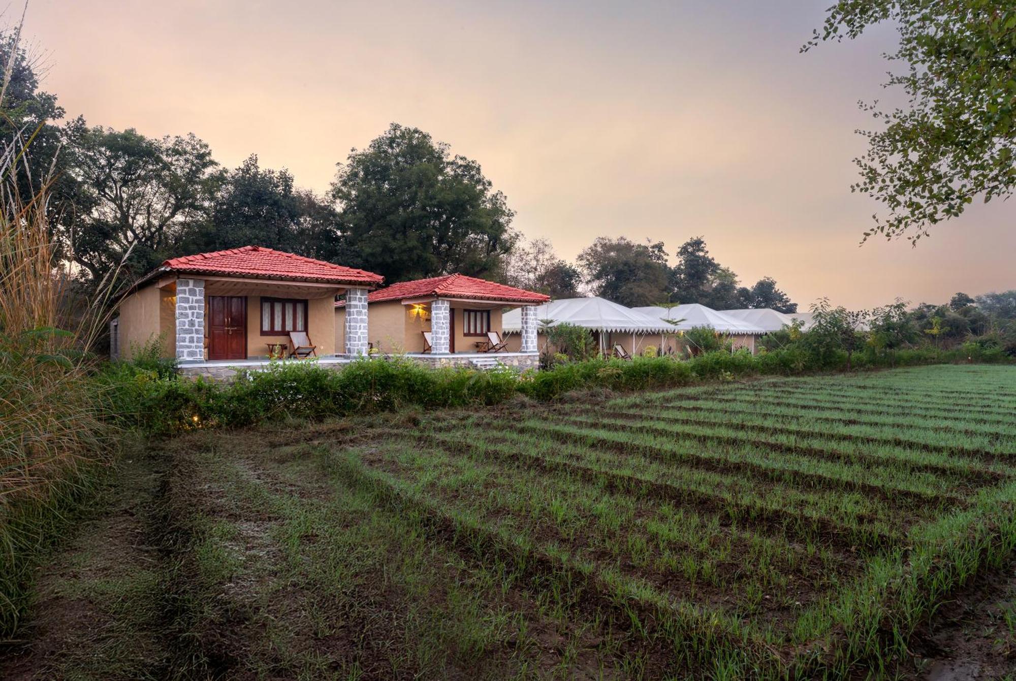 Dera Jawai - Safari In Jawai Bandh Luxury tent Bijapur (Rajasthan)