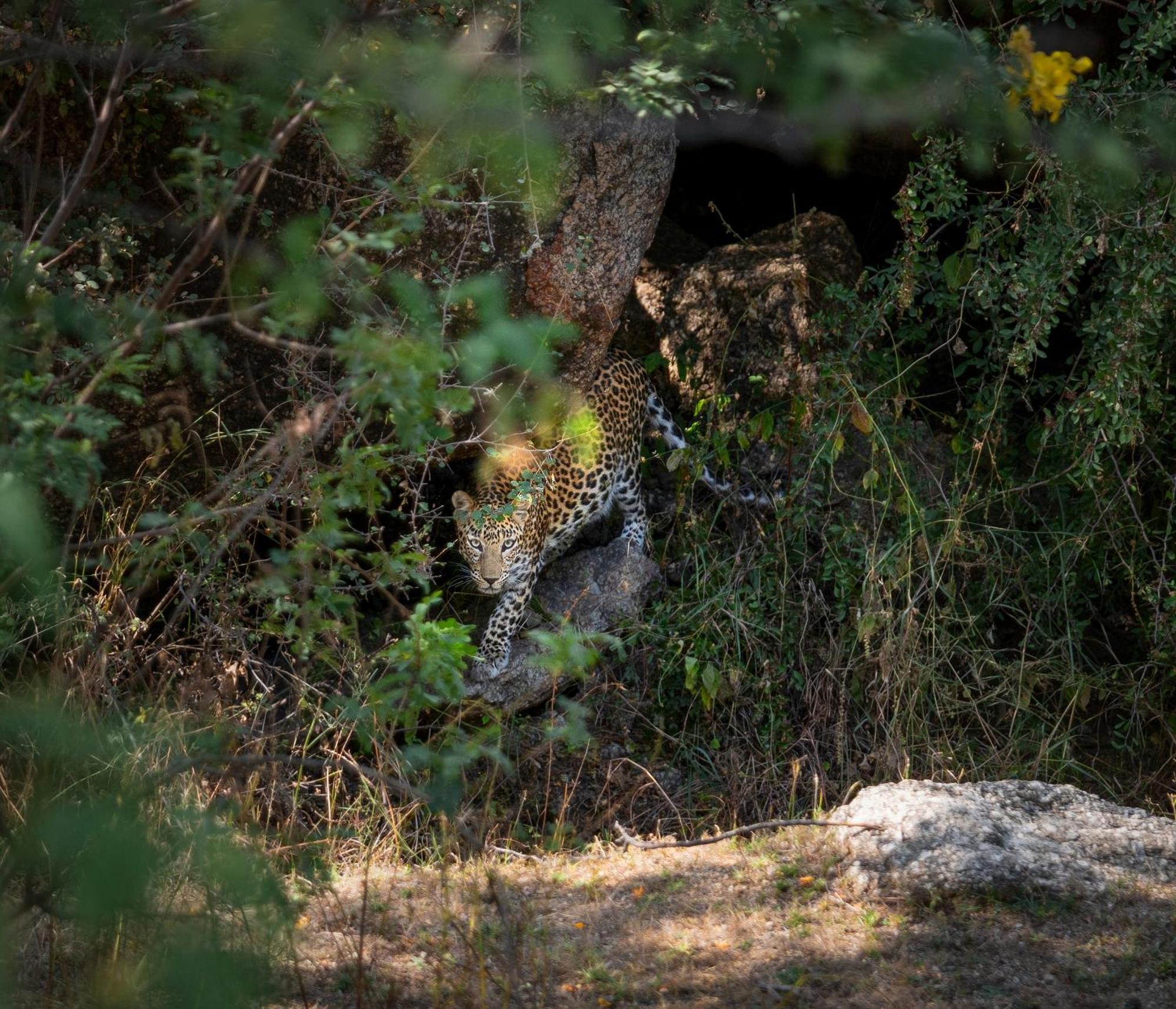 Luxury tent Dera Jawai - Safari In Jawai Bandh Bijapur (Rajasthan)