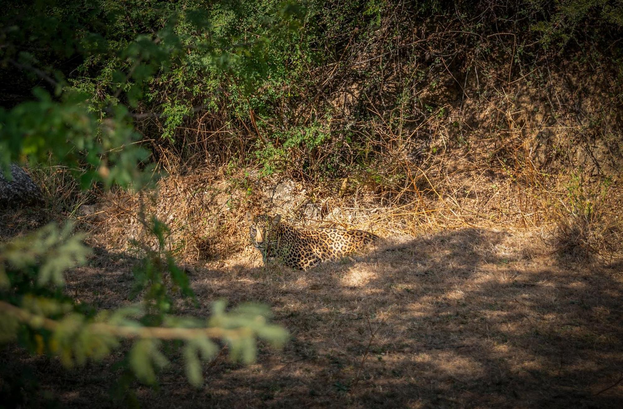 Dera Jawai - Safari In Jawai Bandh Luxury tent *