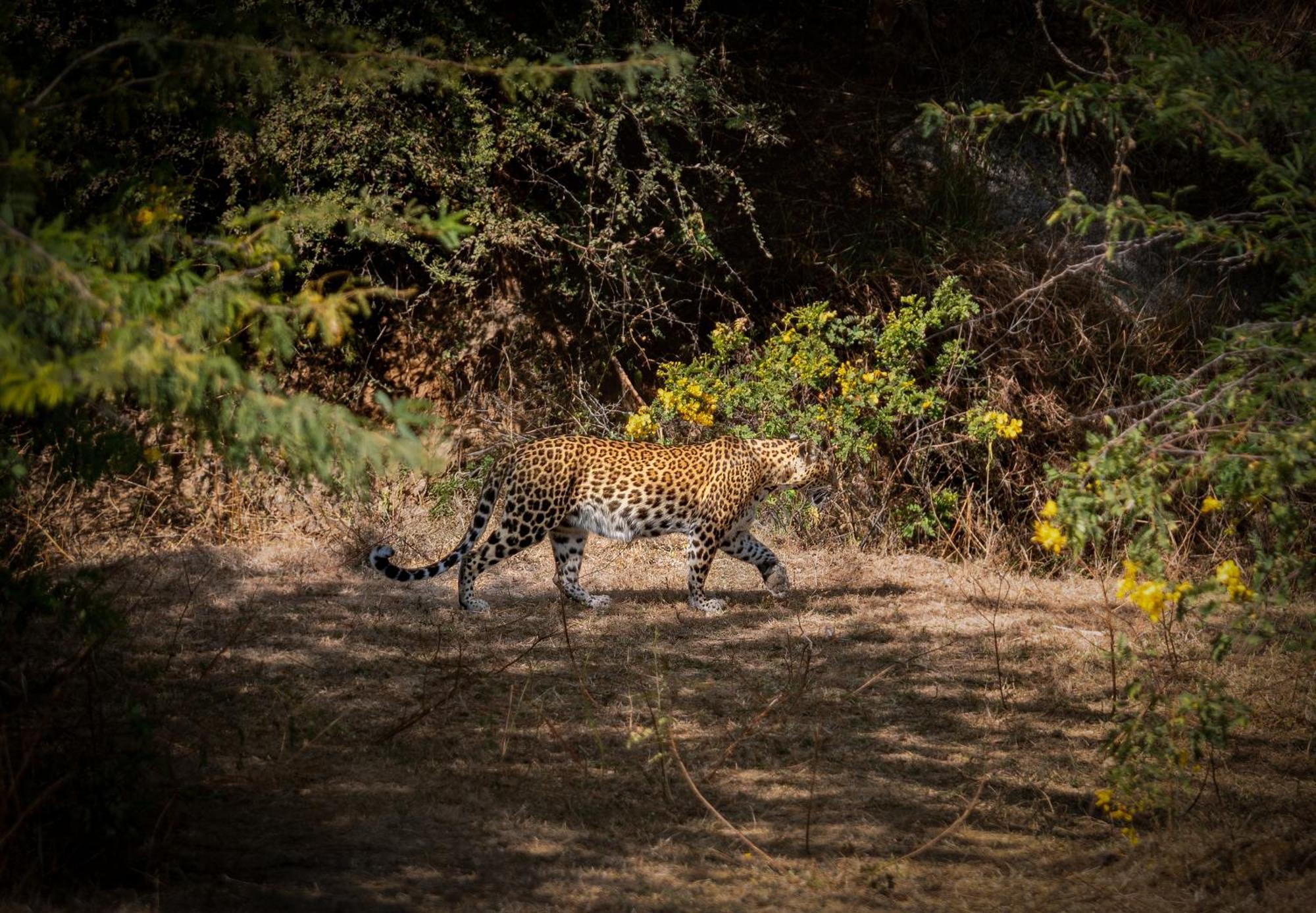 Dera Jawai - Safari In Jawai Bandh Bijapur (Rajasthan)