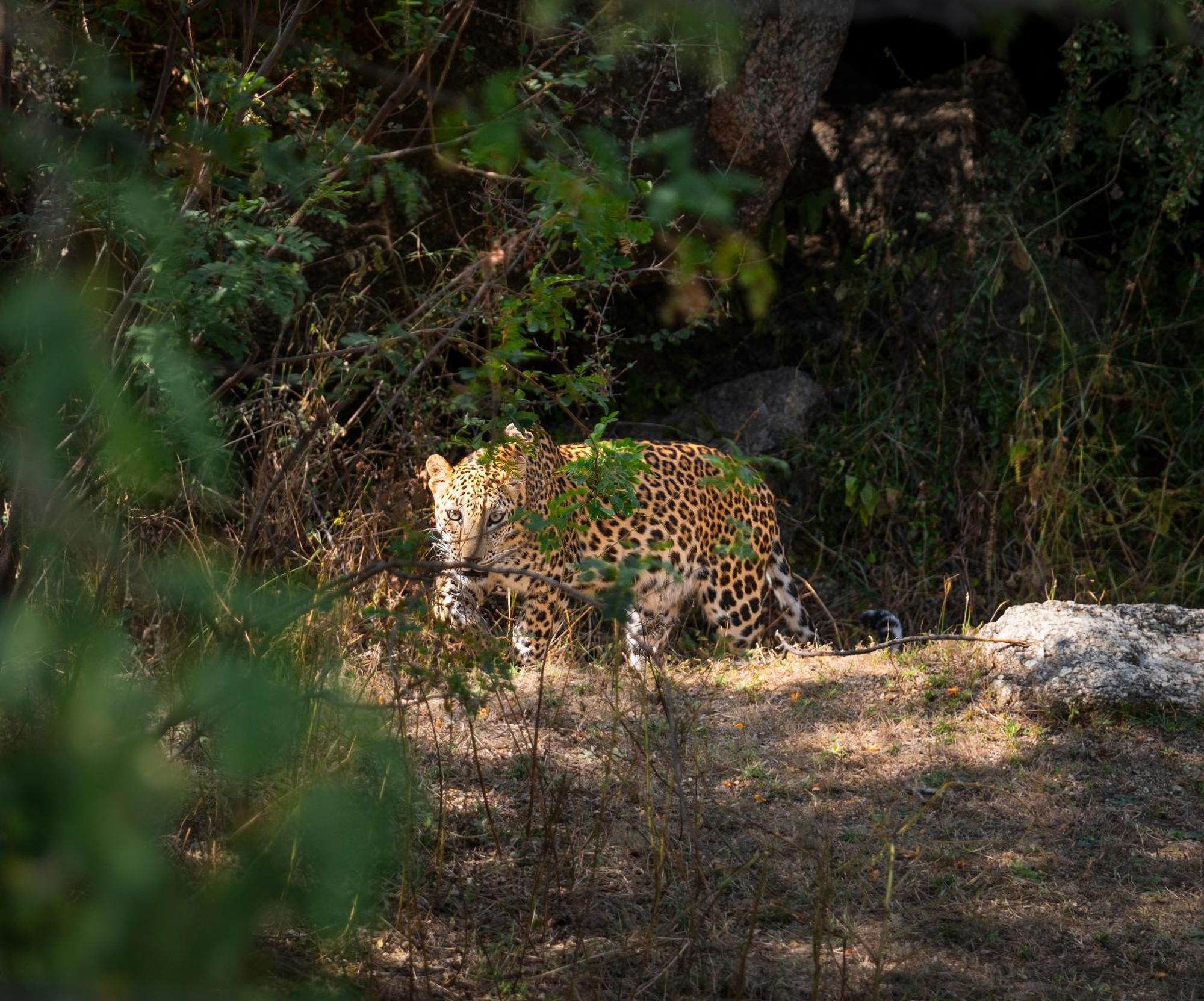 Dera Jawai - Safari In Jawai Bandh Luxury tent *